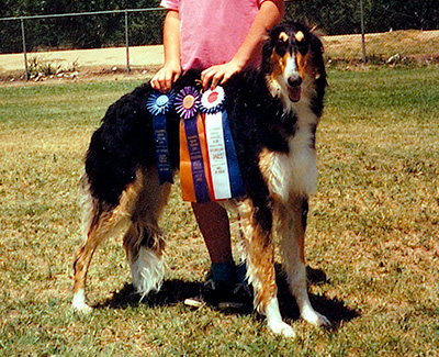 Top Open Field Coursing Borzoi 1994